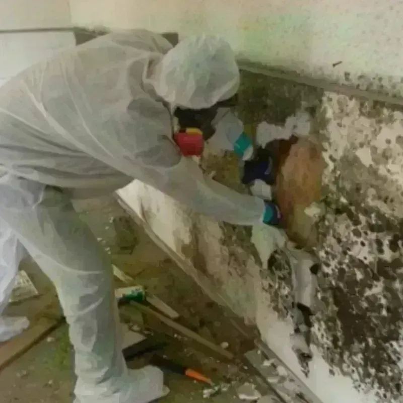 Mold Remediation and Removal in Lawndale, CA